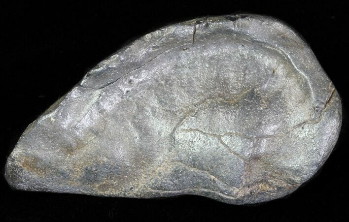 Fossil Whale Ear Bone - Miocene #63544